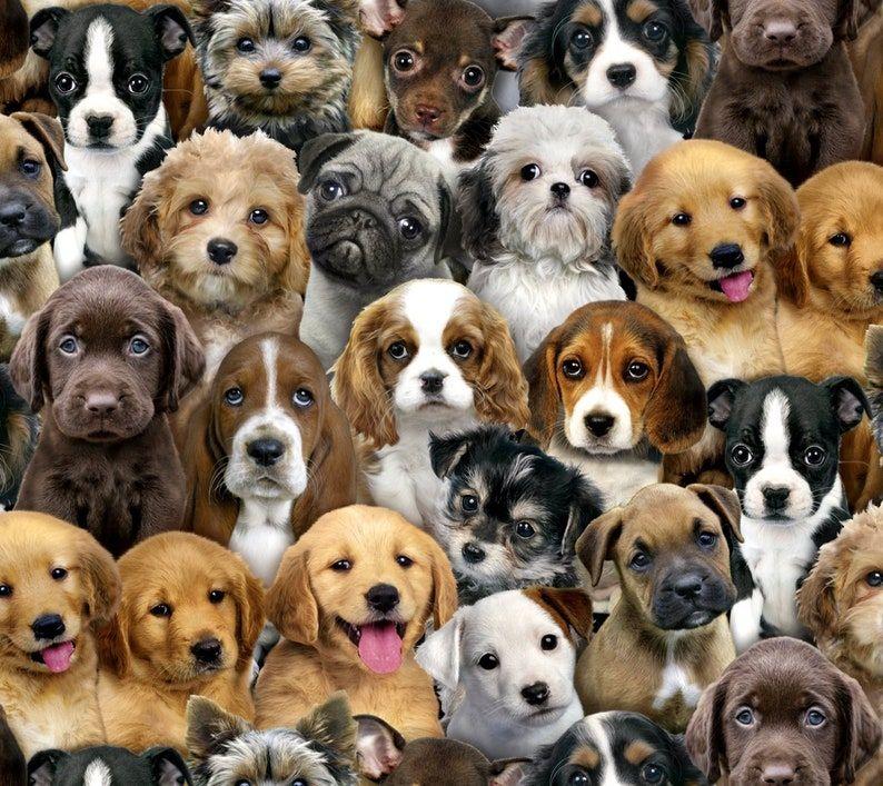 Breeders List Your Puppies Here 🐶  Click Below: 