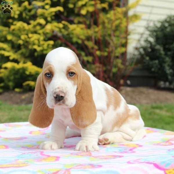 Basset Hound $1000 female 10 weeks old