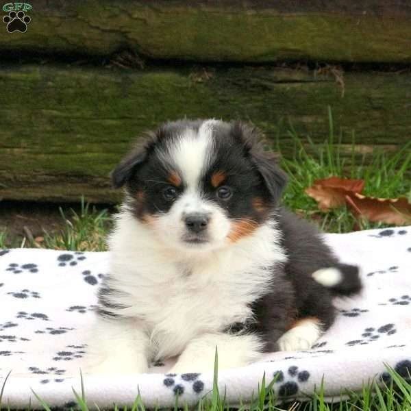 Australian Shepherd  female $995