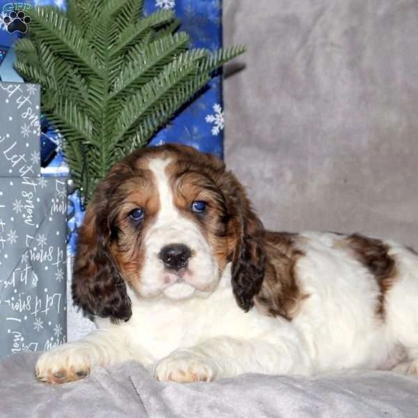 English Springer Spaniel male  $395