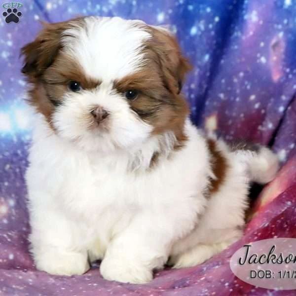 Shih Tzu puppy