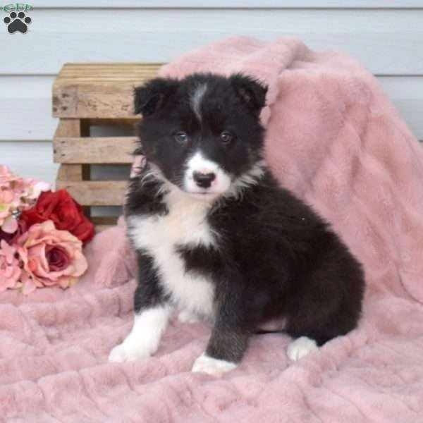 Border Collie $495