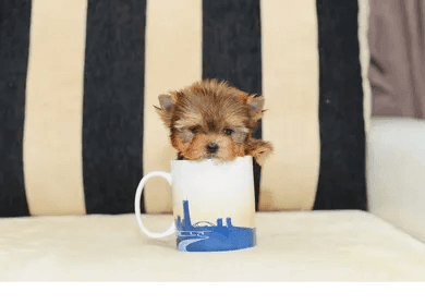 Tiny micro teacup Yorkie $7,500