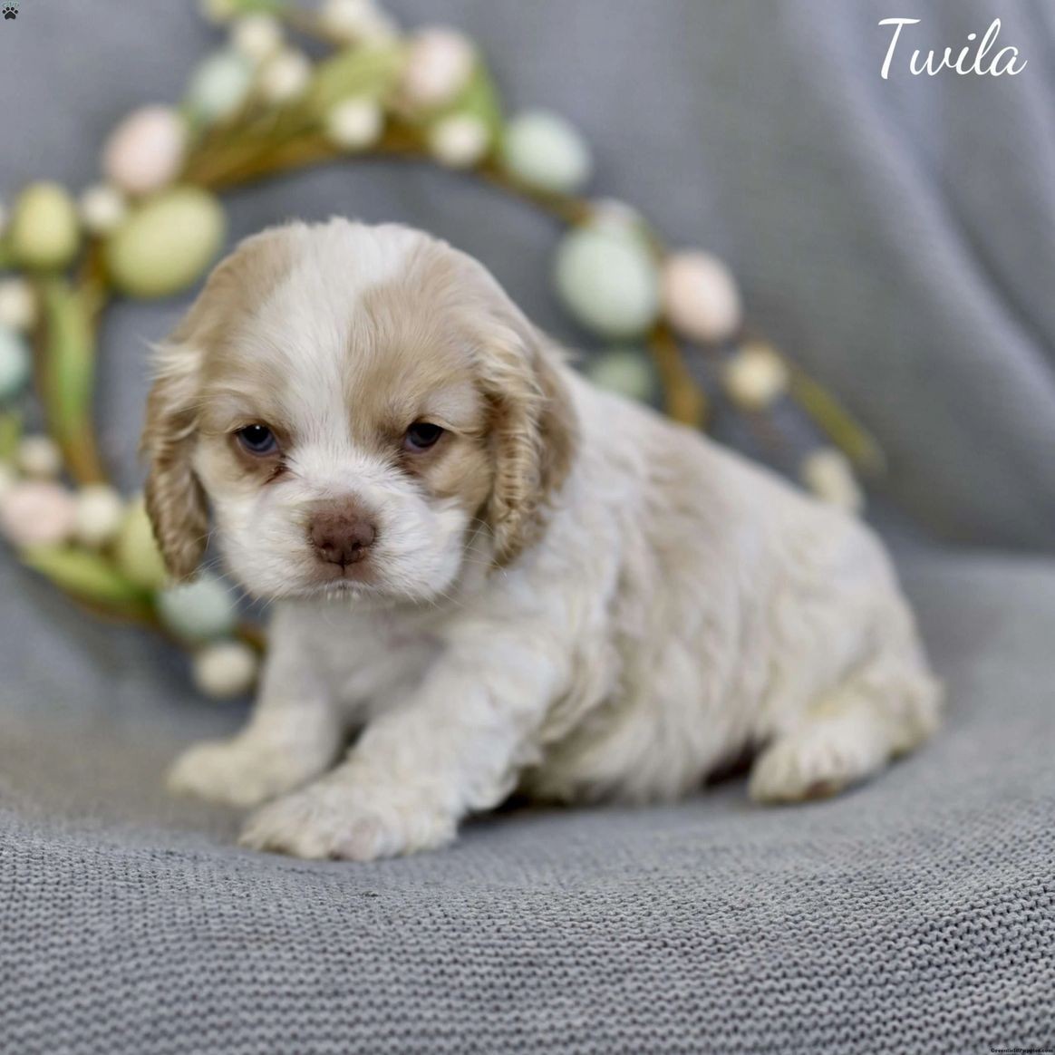 Cocker Spaniel female $595