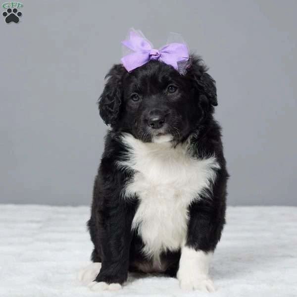 Portuguese Water Dog, female $1,695