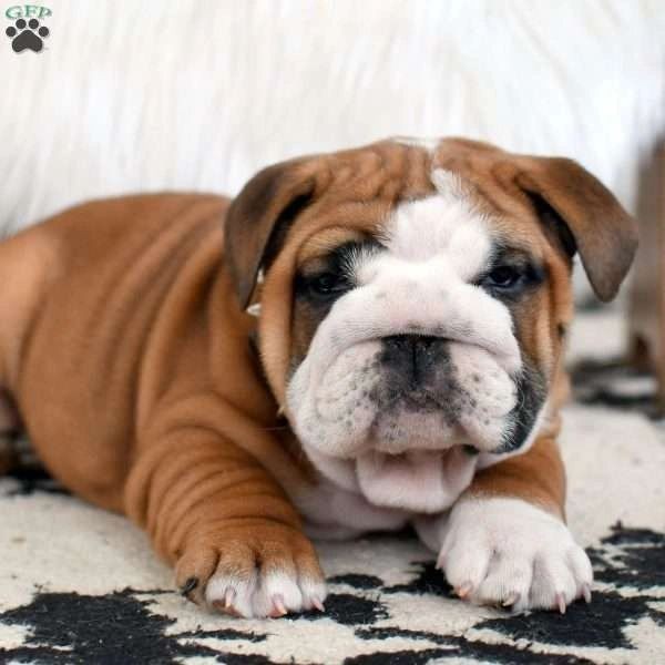 English Bulldog $4,000 female 8 weeks old 