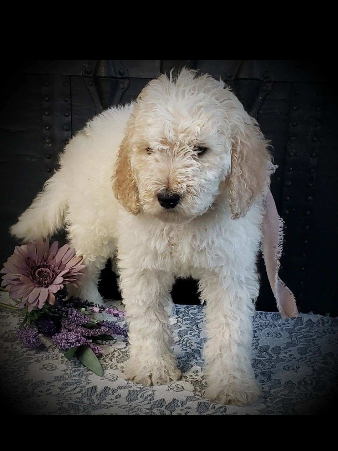 Springerdoodle male $800