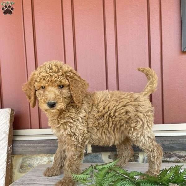 Standard Poodle, male $1499