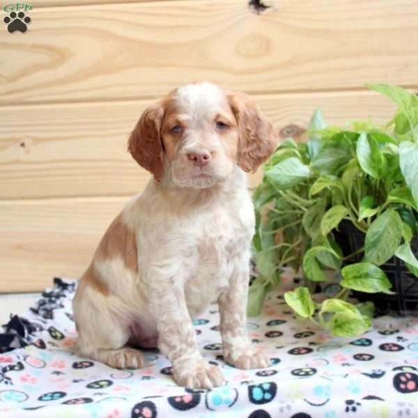 Brittany Spaniel male 8 weeks old $1,600