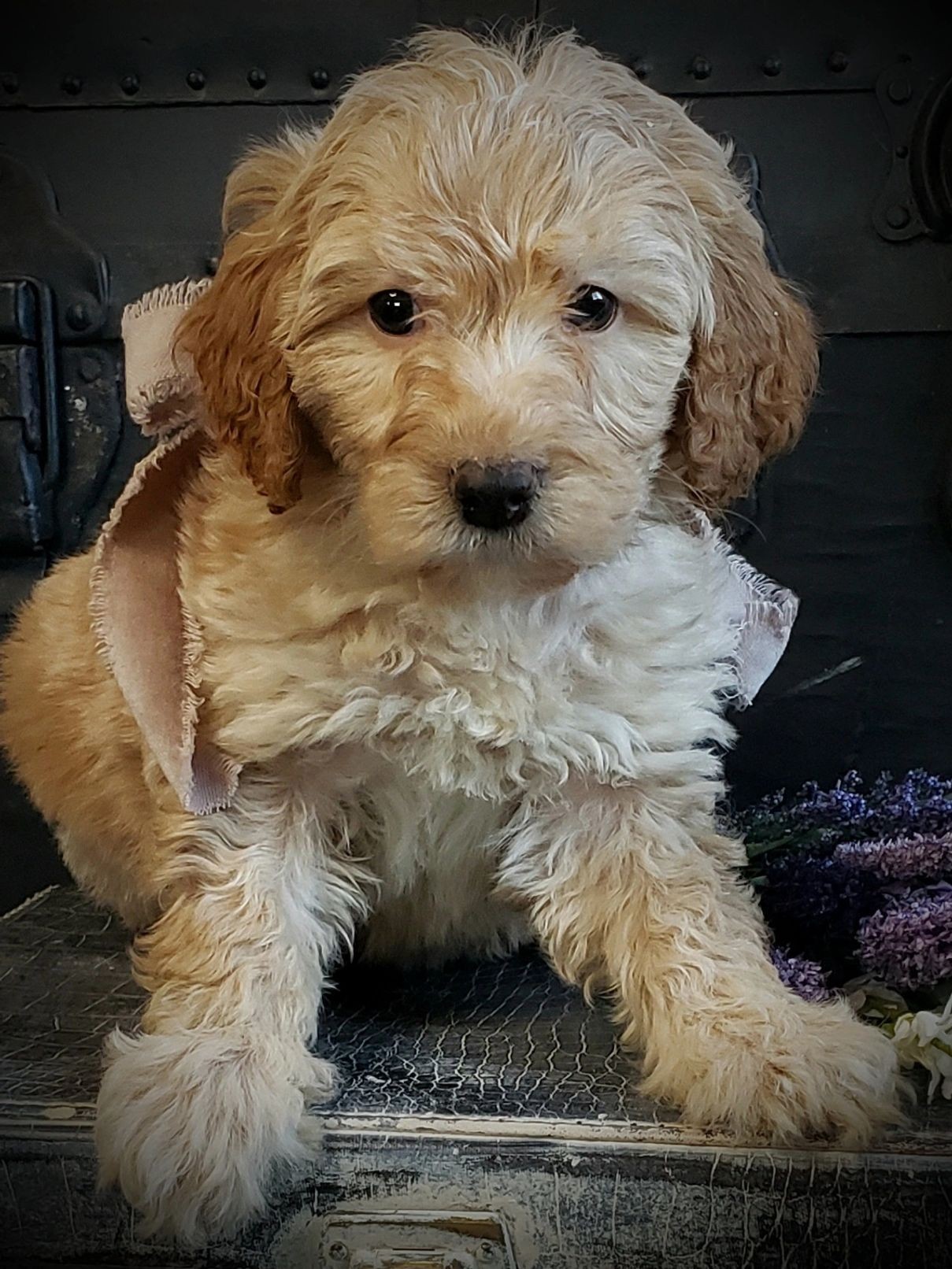 Springerdoodle male $800