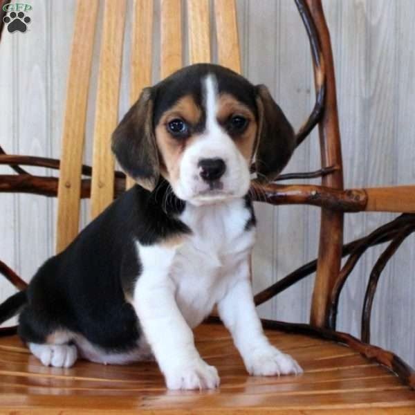 Beagle female puppy,  $495