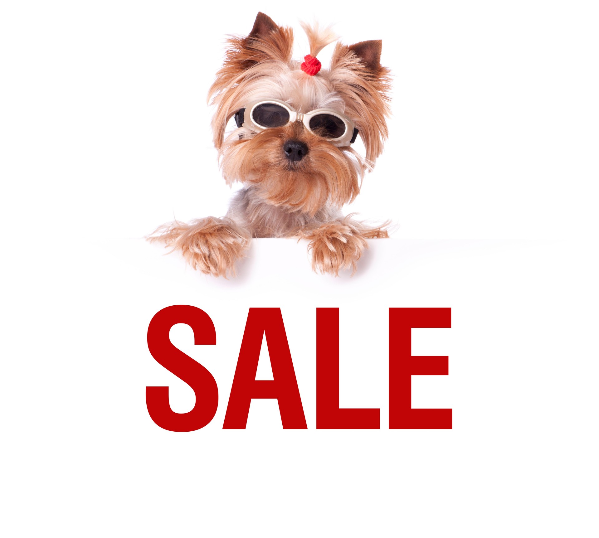 Yorkshire terrier dog holding a sale sign