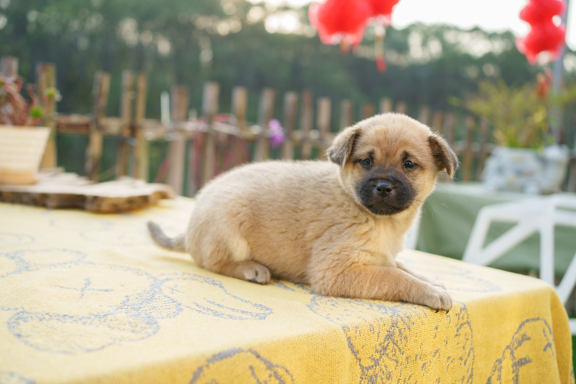 Pug Shiba Inu Mix Female $900